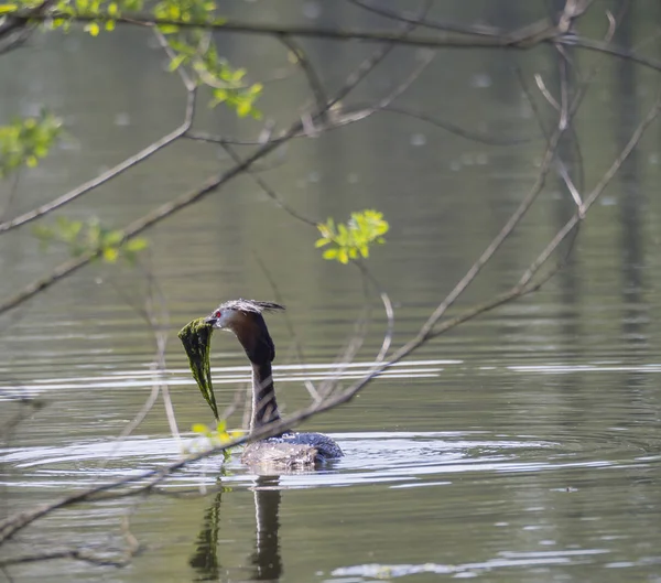 büyük yeşil yosun, seçici odak ile gölde batağan (Podiceps cristatus) Yüzme tepeli
