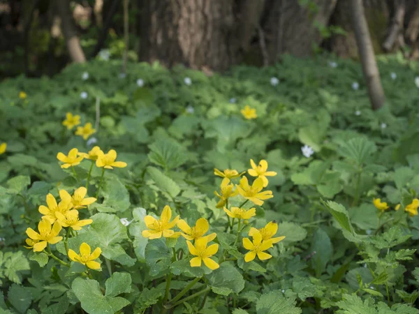 sarı marsh marigolds orman ağaç ve yeşil eğrelti otları, bokeh arka plan bahar öğleden sonra çiçeklenme.