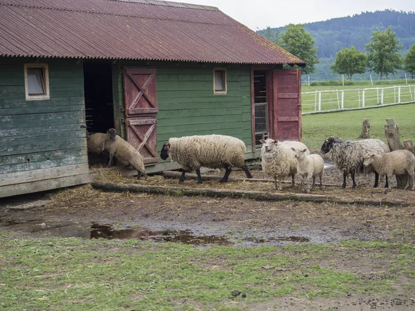 Fofo Bonito Ovelhas Andando Esconder Para Antiga Fazenda Madeira Casa — Fotografia de Stock