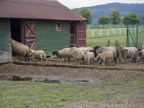 Nadýchané Roztomilý Ovce Chůze Skrýt Staré Dřevěné Farmy Dům Cote — Stock fotografie