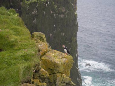 Atlantik martı (Fratercula arctica) ayakta Latrabjarg kuş kayalıklarla, yeşil çimen, pembe çiçekler ve deniz arka plan, seçici odak kayada bağırarak, kopyalama alanı