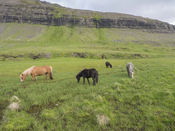 Grupo Cavalos Islandeses Pastando Campo Grama Verde Com Poças Água — Fotografia de Stock