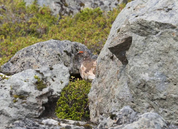 男性ロック ライチョウ 雷鳥牟田 隠れ石とアイスランドの自然のブッシュの間予約ホットンストランディル夏の日 — ストック写真