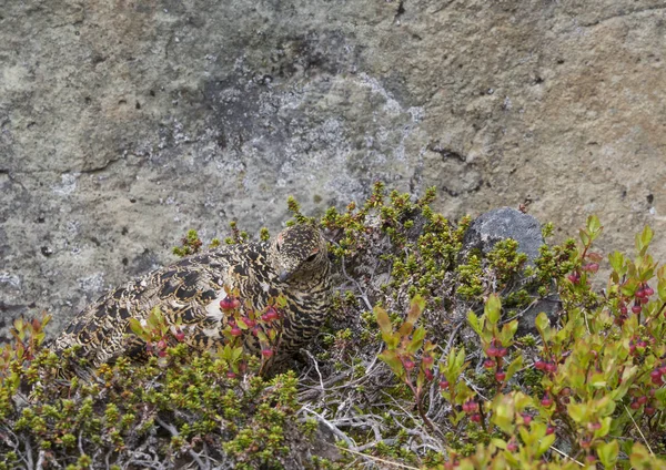 Самка Камня Ptarmigan Lagopus Muta Скрывается Между Клюквенным Кустом Камнями — стоковое фото
