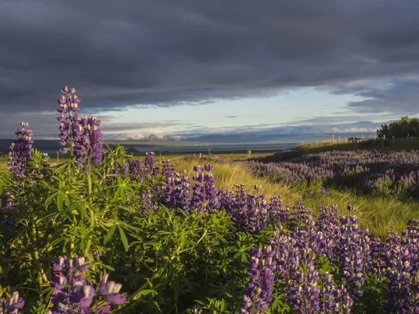 Летний Пейзаж Западной Исландии Фиолетовым Люпином Lupinus Perennis Цветочное Поле — стоковое фото