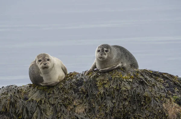 Close Harbor Seals Phoca Vitulina Male Female Sitting Sea Grass Royalty Free Stock Photos