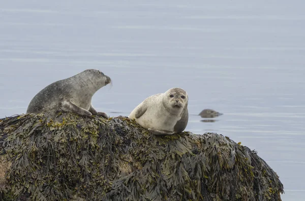 Close Harbor Seals Phoca Vitulina Male Female Sitting Sea Grass Stock Photo