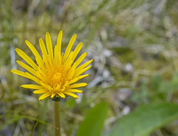 Macro Pequeño Primer Plano Único Diente León Amarillo Sobre Exuberante — Foto de Stock