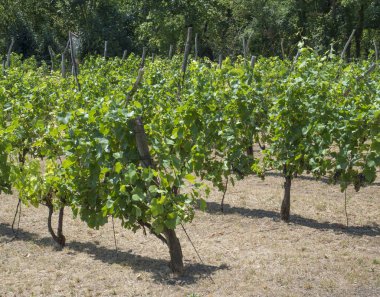asma Benatky nad bağ üzerinde yukarı olgunlaştı üzüm Jizerou, Çek Cumhuriyeti, taze yeşil ağaçlar kapatın