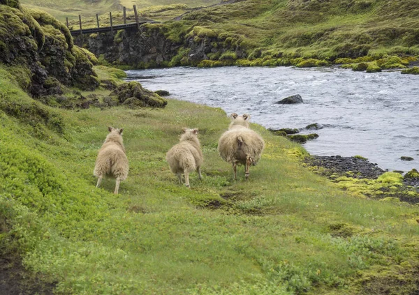 Grupo de três ovelhas icelândicas, mãe e cordeiro fugindo na margem do córrego do rio selvagem, grama passarela e prado musgo, Islândia — Fotografia de Stock
