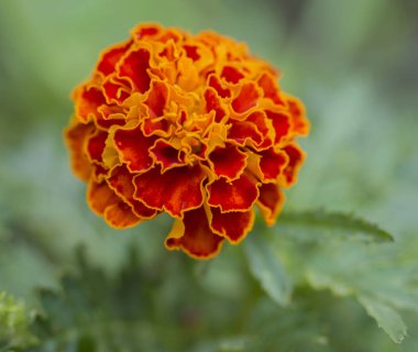 tek mükemmel turuncu Fransızca kadife çiçeği, Tagetes patula çiçek makro