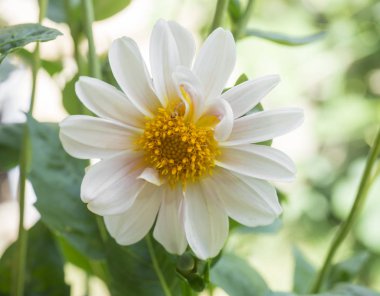 Beyaz renkli Dahlia çiçeği, yakın naural yeşil arka plan. seçici odak. Makro.