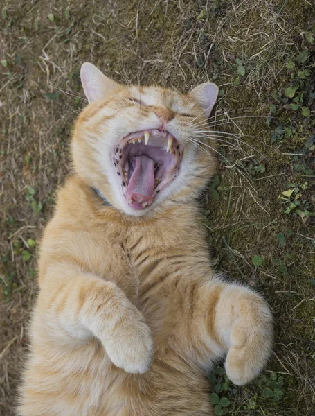 Domesticated orange tabby cat lying on grasst outside yawning, paws up. — Stock Photo, Image