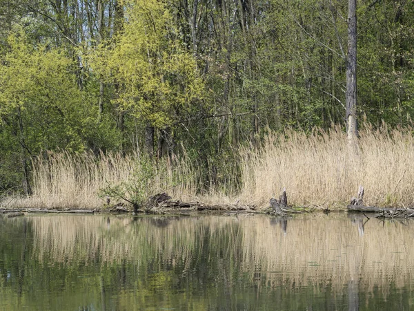 su yüzey kuru ot ve bataklık Gölü ağaçlarda, marchland su manzara bahar