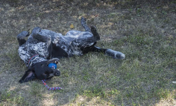Schwarz grauer Jagdhund Mischlingshund Whippet und Labradorit im Gras liegend, Spielfigur mit Ball, selektiver Fokus — Stockfoto