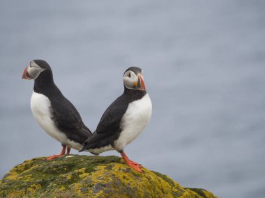 birkaç Atlantik puffins kadar seçici odak kopya alanı Latrabjarg kuş uçurumlar, beyaz çiçekler, mavi deniz arka plan, kayada duran Fratercula arctica kapatın.