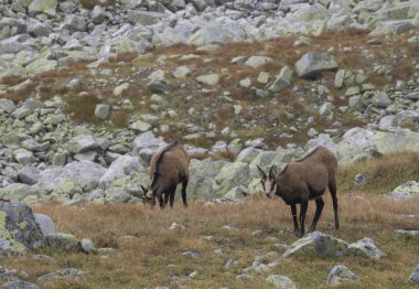 Sonbahar kayalık çayır üzerinde otlatma chamoises grubu. Tatra chamois, Rupicapra rupicapra tatrica, yüksek tatras dağ, Slovakya