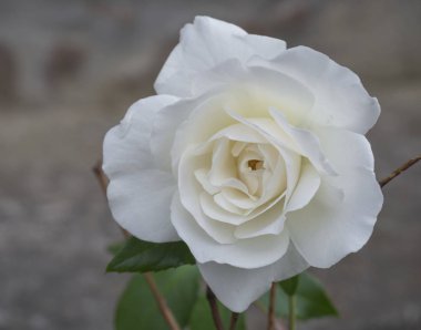 tek sepya beyaz gül çiçek yaprakları, bokeh arka plan yakın çekim.