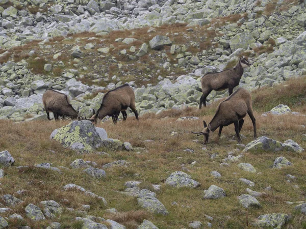 Sonbahar kayalık çayır üzerinde otlatma chamoises grubu. Tatra chamois, Rupicapra rupicapra tatrica, yüksek tatras dağ, Slovakya
