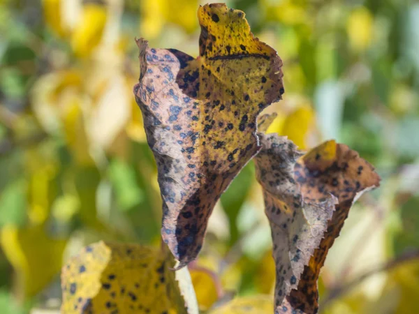 Nahaufnahme infizierter Apfelbaumblätter, krankes Blatt der Apfelschorf-Krankheit, bakterielle Versengung. Krankheit des Gartenbaums, grünes Blatt mit braunen und dunklen Rändern und Flecken, selektiver Fokus — Stockfoto