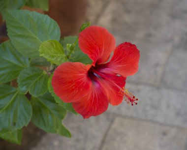 Çiçek Kırmızı Sardunya ıtır çiçeği kafa Arnavut kaldırımı taş zemin üzerine, seçici odak yakın çekim.