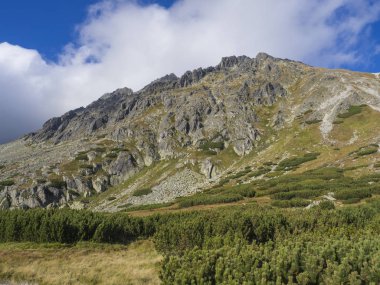 Çam ağaçları, Yüksek Tatras dağ, Slovakya, geç yaz güneşli gün, mavi gökyüzü arka plan ile güzel keskin dağ zirveleri.