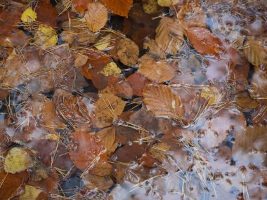 renkli sonbahar düşmüş ıslak kayın ve huş ağacı yaprakları ve su birikintisi, mevsimlik doğa arka plan üzerinde Çam iğneleri.