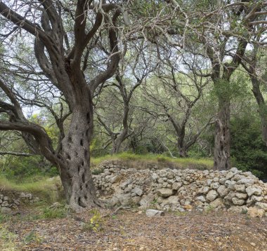Akdeniz zeytin ekimi ile eski bir zeytin ağaçları ve taş duvar. Pitoresk yatay, bükülmüş şube ve kökleri, Corfu, Yunanistan.