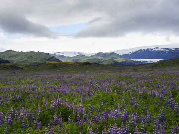 Islande paysage avec lupin violet Lupinus perennis prairie de fleurs, vertes collines pointues et glacier myrdalsjokull en arrière-plan ciel dramatique avec des nuages sombres, espace de copie — Photo