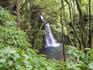 Şelale Salto de Prego Faial da Terra, Sao Miguel Island Azores, Portekiz hiking Trail sonunda yağmur ormanları ormanda