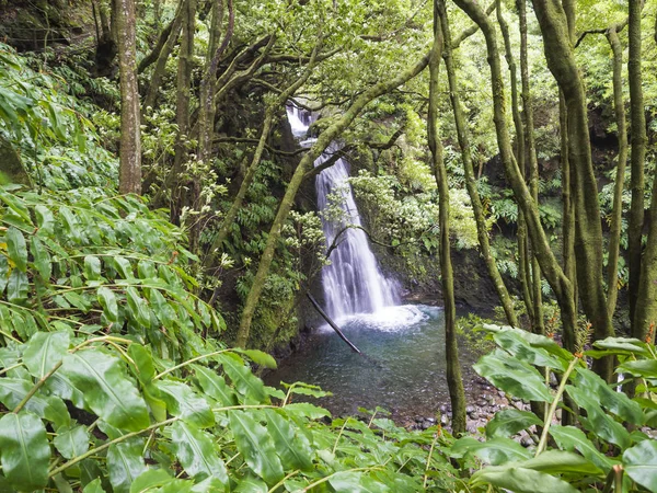 Cascada Salto de Prego en la selva tropical al final de la ruta de senderismo en Faial da Terra, isla de Sao Miguel en Azores, Portugal —  Fotos de Stock