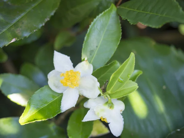 yeşil çay ağacı Camelia Camellia sinensis beyaz ve sarı dalı closeup çiçeği, seçici odak, yaprakları çiçek ve yaprak tomurcukları çay yapmak için kullanılır