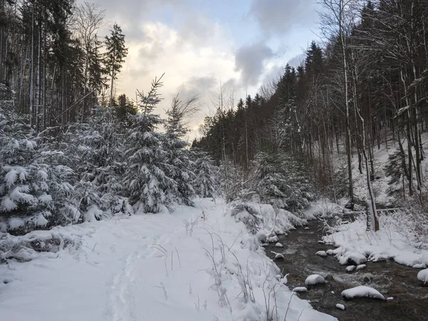 Ruisseau couvert de neige ruisseau d'eau de forêt avec des arbres, des branches et des pierres, paysage hivernal idyllique à l'heure dorée lumière du soleil — Photo