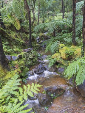 Sıcak termal su bahar, dere cascade yemyeşil ağaç ferm, yosun ve taşlar caldeira velha, San Miguel, Azor Adaları'nda bulunan doğal spa