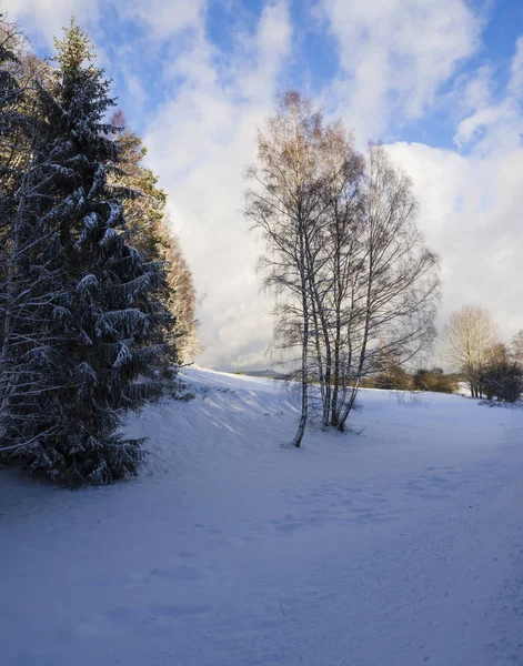 Prairie d'asphalte enneigée en forêt d'hiver avec grand arbre, journée ensoleillée — Photo