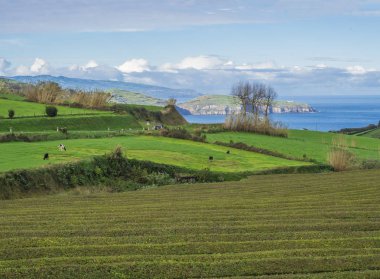 yeşil alanlar ile otlatma Kuzey Sahil sao miguel Island, Azores, Portekiz inek sürüsü ve kıyı kayalıklardan, mavi okyanus ve gökyüzü ufuk çayıra