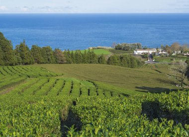 Çay plantasyon satır ve bina Gorreana çay fabrikası Cha Gorreana ufukta okyanus ile görüntüleyin. En eski ve tek, çay plantasyon içinde Avrupa, Sao Miguel Island, Azores, Portekiz