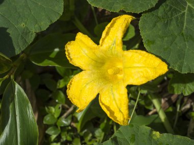 Makro görünümü vahşi salatalık echinocystis lobata yağmur ormanlarında Sao Miguel Island, Azores, Portekiz, güzel bir sarı çiçek kadar kapatın