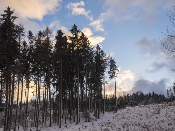 Hauts épinettes dans un paysage forestier enneigé avec arbres enneigés, branches, paysage hivernal idyllique au crépuscule, nuages orangés au coucher du soleil, ciel bleu — Photo