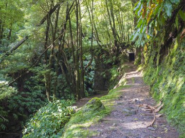 Patika ile karanlık tünel girişine tarafından yosun kaplı ve iz Janela hiking üzerinde yemyeşil bitki örtüsü yapın Inferno, Sao Miguel Island, Azores, Portekiz