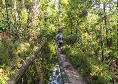 Patika boyunca Lavada - moss ve iz Praia Lagoa de Fogo, Sao Miguel Island, Azores, Portekiz hiking üzerinde yemyeşil bitki örtüsü ile kaplı su sulama kanalları