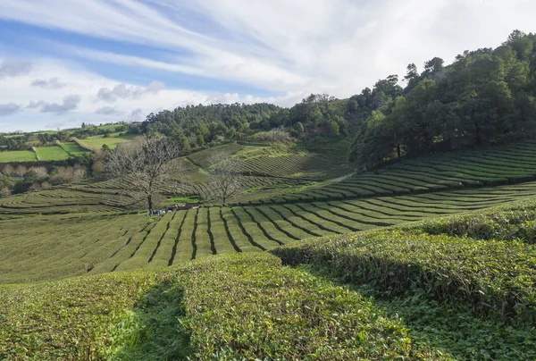 View on tea plantation rows at tea factory Cha Gorreana with green trees and blue sky background. The oldest, and only, tea plantation in Europe