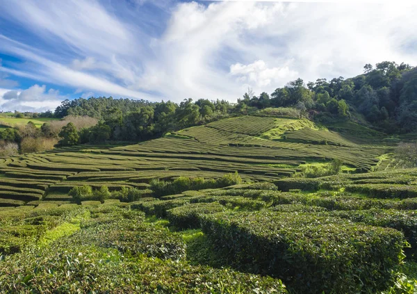 Vue sur les rangées de plantations de thé à l'usine de thé Cha Gorreana avec des arbres verts et fond bleu ciel. La plus ancienne et unique plantation de thé d'Europe — Photo
