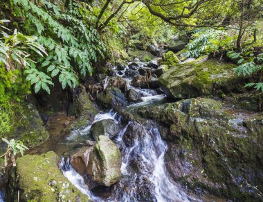 su bahar cascade moss ve taşlar ve yemyeşil yeşil bitki örtüsü hiking Trail Salto da Farinat, Sao Miguel, Azores, Portekiz, sonunda yağmur ormanları orman