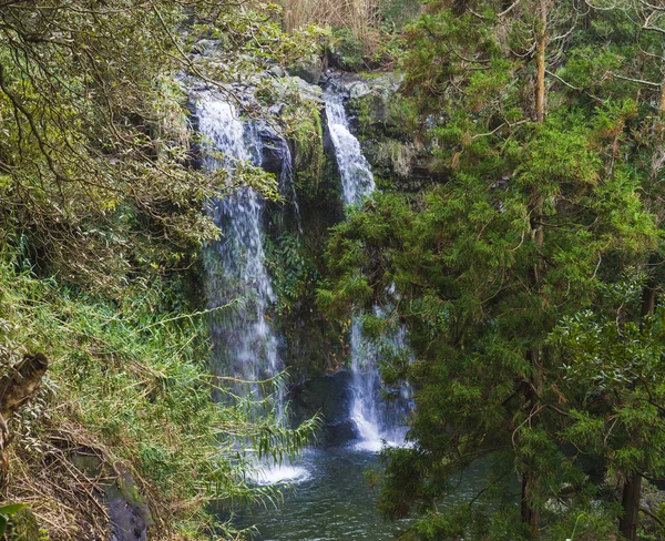Güzel Çift Kişilik şelale Salto da yeşil yemyeşil yağmur ormanları bitki örtüsü, Sao Miguel, Azores, Portekiz kayalarda üzerinden düşen Farinat