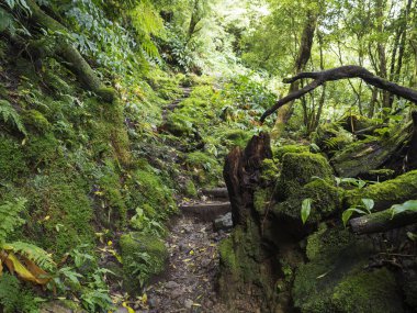 Yosun ve eğrelti otları ile tropikal orman dar adımda furnas, Sao Miguel Island, Azores, Portekiz yakın patika yürüyüş izinde