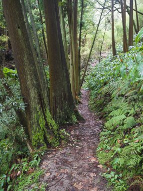 Yemyeşil tropikal vejetaion sarmaşık, yosun ve Sao Miguel adasında Furnas yakın ormanda yürüyüş parkurunda patika Ferns, Azores.