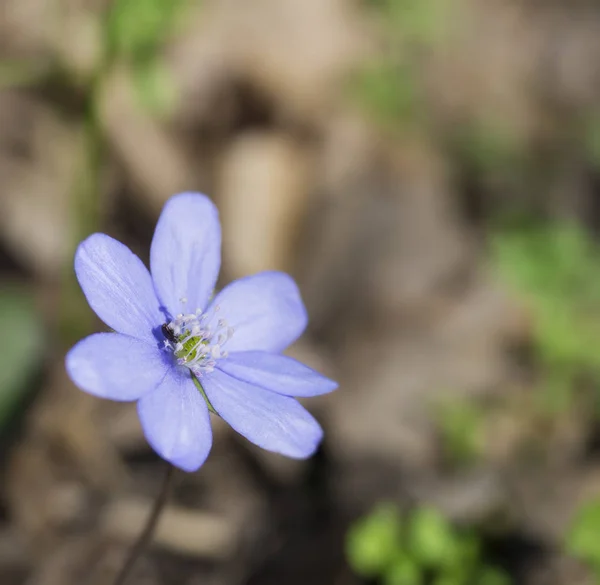 Single close up blooming blue liverwort or kidneywort flower Anemone hepatica or Hepatica nobilis on dirt background, selective focus, spring floral backdrop — Stock Photo, Image