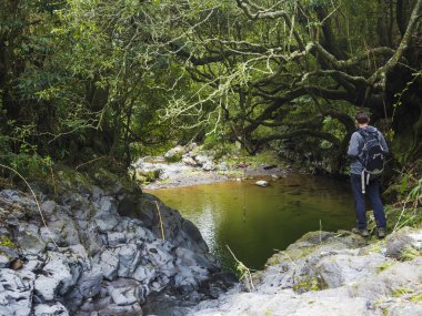 Erkekler uzun yürüyüşe çıkan kimse rock ve moss ile gür yeşil tropikal orman, küçük yeşil gölet yanında sırt çantası durduğunu ile Sao Miguel Island, Azor patika yürüyüş izinde vegetaion kaplı.