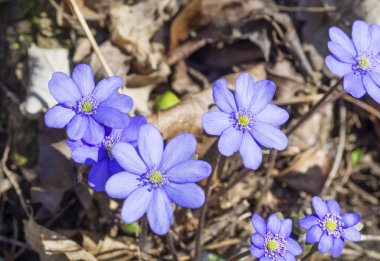 yakın alan çiçek mavi yosunları veya kidneywort çiçek Anemone mantarı veya mantarı nobilis kir arka planda, seçici odak, kopyalayın, Bahar çiçek zemin